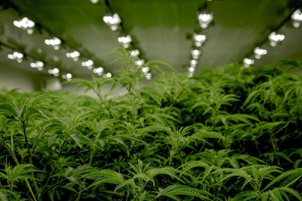 Caluma Matata: Alles easy mit LED und Grow Box - Erfolgreicher Indoor Grow? Dank Grow-Boxen und LEDs von Caluma!
