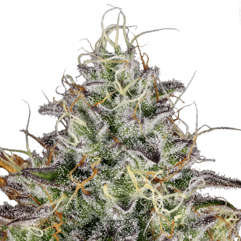 Paradise Seeds Apricot Candy | Feminisiert | 10 Samen