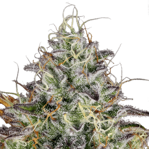 Paradise Seeds Apricot Candy | Feminisiert | 10 Samen