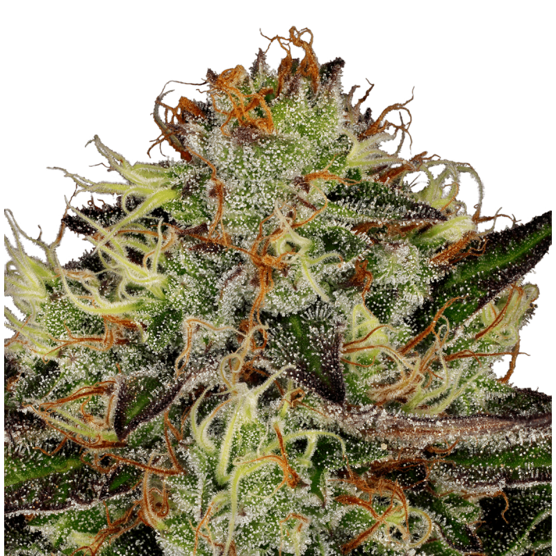 Paradise Seeds Chocolate Wafflez | Feminisiert | 10 Samen