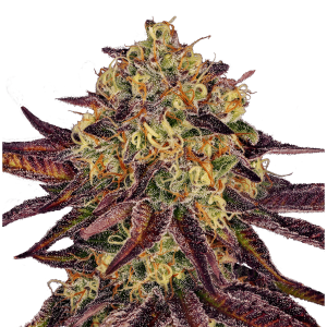 Paradise Seeds Tangerine Sorbet | Feminisiert | 5 Samen