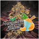 Paradise Seeds Tangerine Sorbet | Feminisiert | 5 Samen