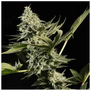 Paradise Seeds Glowstarz | Feminisiert | 5 Samen