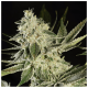 Paradise Seeds Glowstarz | Feminisiert | 5 Samen