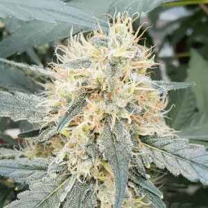 Paradise Seeds Auto Stromboli | Automatik | 5 Samen