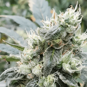 Paradise Seeds Auto Lemonade | Automatik | 10 Samen