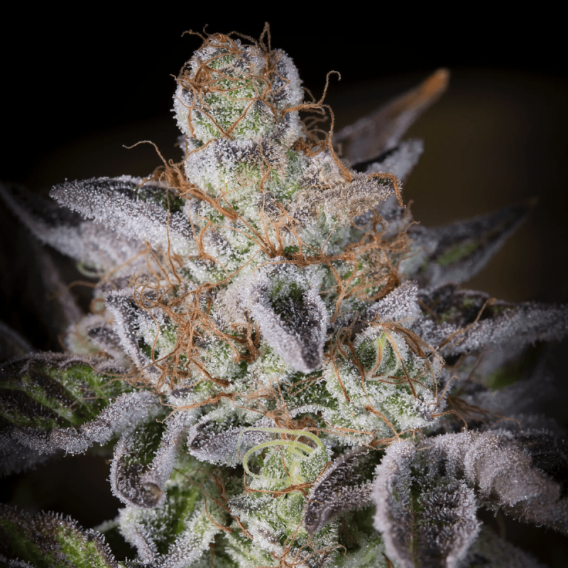 Paradise Seeds Sweetopia | Feminisiert | 5 Samen