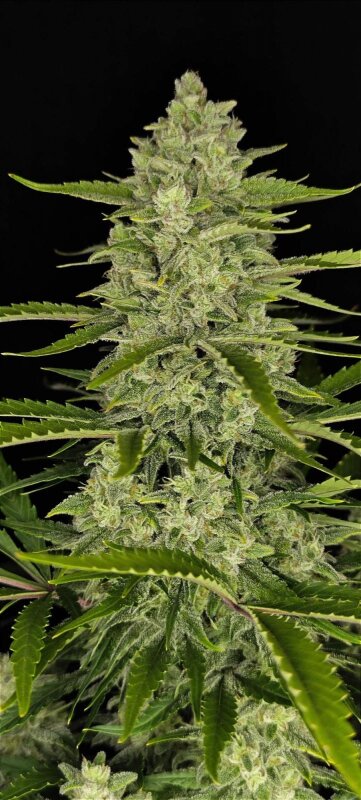 Fast Buds Papaya Cookies - Auto - 10pcs