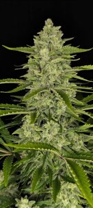 Fast Buds Papaya Cookies - Auto - 10pcs