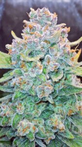Fast Buds Papaya Cookies - Auto - 10pcs
