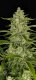 Fast Buds Papaya Cookies - Auto - 10pcs