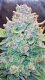 Fast Buds Papaya Cookies - Auto - 10pcs