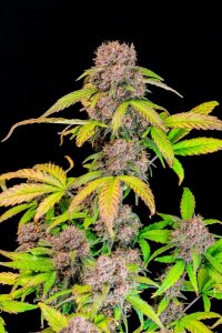 FastBuds Lemon Cherry Cookies - Auto - 3er