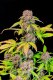 FastBuds Lemon Cherry Cookies - Auto - 3er