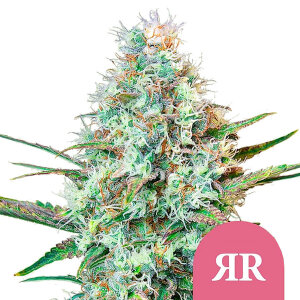 Royal Queen Royal Runtz | Feminisiert | 3 Samen