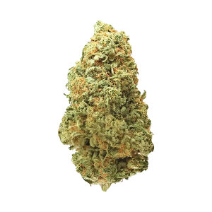 IHG Platinumz Fem. 3er