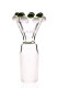 Plaisir Flutschkopf double crown green-white 18.8