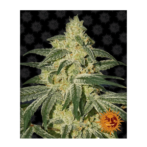 Barneys Farm Afghan Hash Plant | Regul&auml;r | 10 Samen