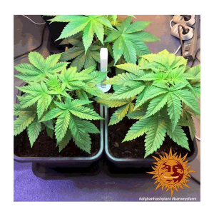 Barneys Farm Afghan Hash Plant | Regulär | 10 Samen
