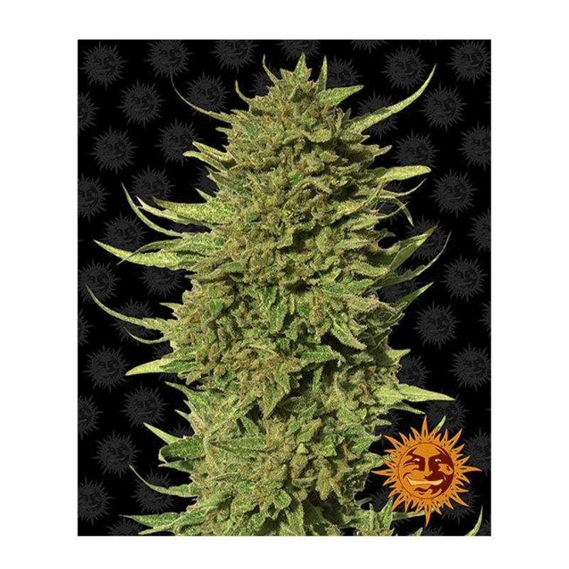 Barneys Farm Critical Kush | Regulär | 10 Samen