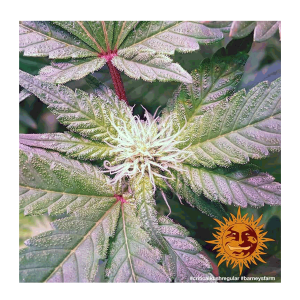 Barneys Farm Critical Kush | Regul&auml;r | 10 Samen