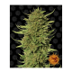 Barneys Farm Critical Kush | Regulär | 10 Samen