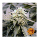 Barneys Farm Critical Kush | Regulär | 10 Samen