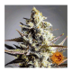 Barneys Farm Critical Kush | Regulär | 10 Samen