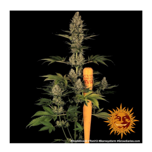 Barneys Farm Dos Si Dos 33 | Feminisiert | 10 Samen