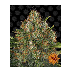 Barneys Farm G13 Haze | Regul&auml;r | 10 Samen