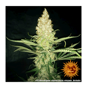 Barneys Farm G13 Haze | Regul&auml;r | 10 Samen