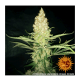 Barneys Farm G13 Haze | Regulär | 10 Samen