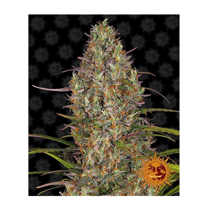 Barneys Farm Glue Gelato | Automatik | 3 Samen - Auslaufartikel