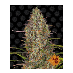 Barneys Farm Glue Gelato | Automatik | 3 Samen -...