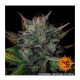 Barneys Farm Glue Gelato | Automatik | 3 Samen - Auslaufartikel