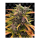 Barneys Farm Gorilla Glue | Automatik | 3 Samen