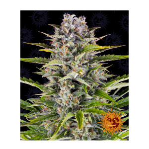 Barneys Farm Gorilla Zkittlez | Automatik | 3 Samen