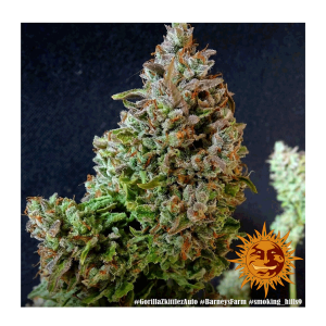 Barneys Farm Gorilla Zkittlez | Automatik | 3 Samen
