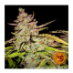 Barneys Farm Gorilla Zkittlez | Automatik | 3 Samen