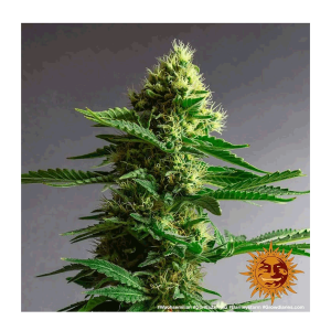 Barneys Farm Gorilla Zkittlez | Feminisiert | 10 Samen
