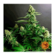 Barneys Farm Gorilla Zkittlez | Feminisiert | 10 Samen