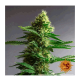 Barneys Farm Gorilla Zkittlez | Feminisiert | 5 Samen