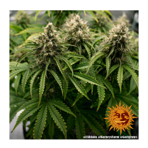 Barneys Farm LSD | Automatik | 3 Samen