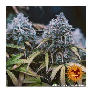 Barneys Farm LSD | Automatik | 3 Samen