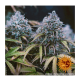 Barneys Farm LSD | Automatik | 3 Samen