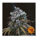 Barneys Farm LSD | Automatik | 3 Samen