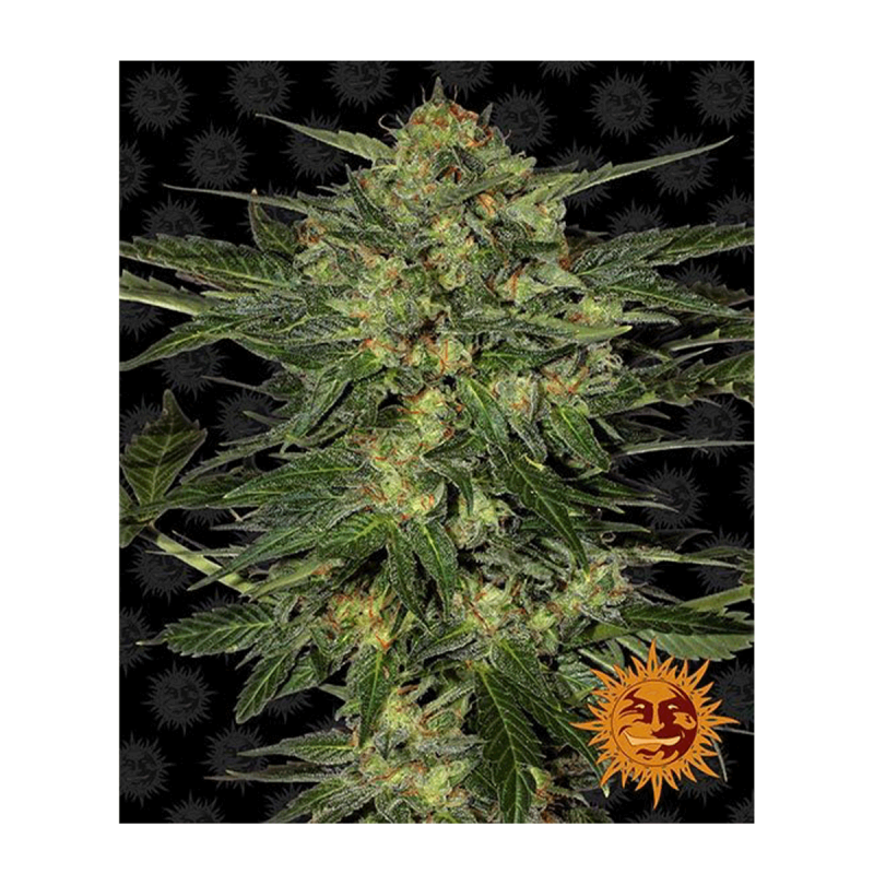 Barneys Farm LSD | Feminisiert | 10 Samen