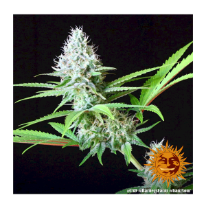Barneys Farm LSD | Feminisiert | 10 Samen