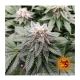 Barneys Farm LSD | Feminisiert | 10 Samen