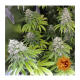 Barneys Farm LSD | Feminisiert | 10 Samen